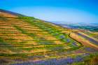 USA-Oregon-Milton-Freewater Fields of vetch Art Print